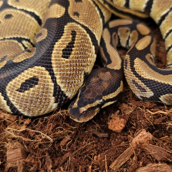 Clover Ball Python by Nightside Exotics