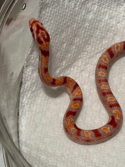 Extreme Reverse Okeetee 66% Het Lava Corn Snake by Mikes Motleys