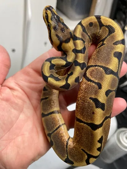 Moab Ball Python Enchi Woma Het Pied Pos Het Clown(Pos GeneX) Ball Python by Moab ...