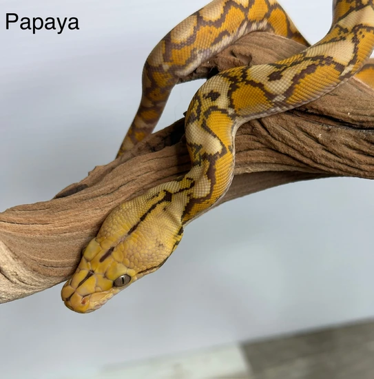 43.75% D/SD Orange Glow Female 66% Poss Het Anery 50% Poss Het Ocelot ...