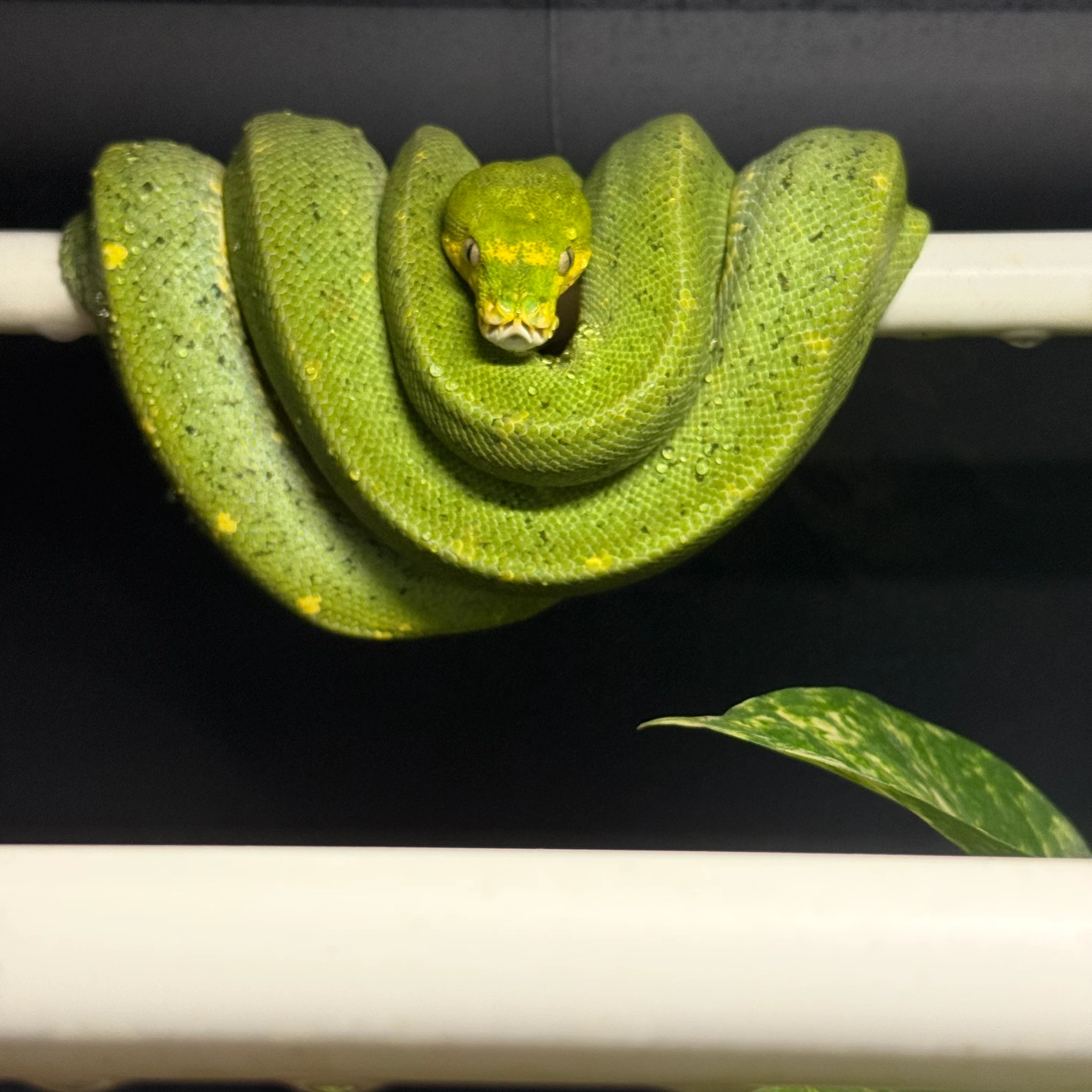 Kila Python Green Wamena X Highland Green Tree Python by Nirvana Reptiles