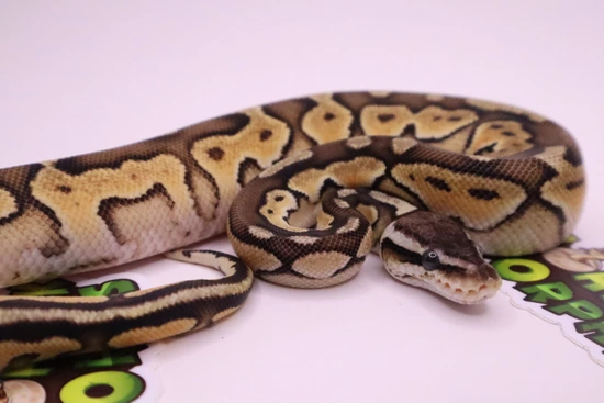 Cinnamon Enchi Ball Python by Mohawk Morphs