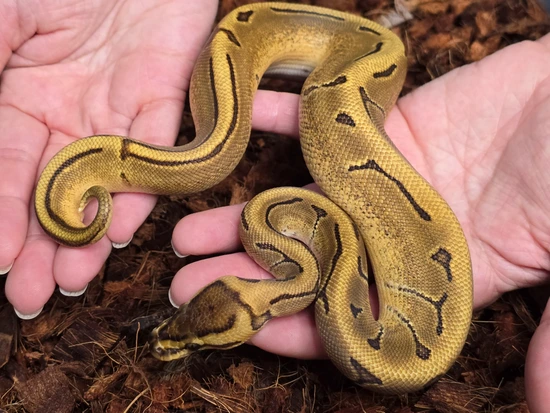 Pinstripe Enchi 100% Het Hypo Ball Python by Mohawk Morphs