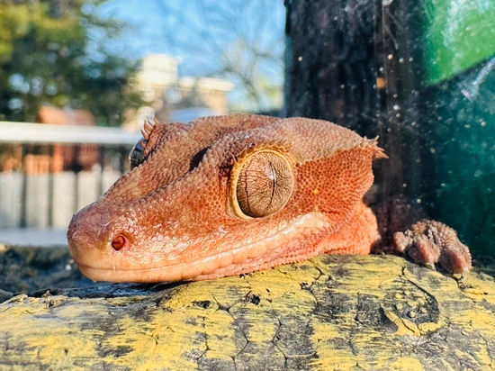 Red Patternless Crested Gecko By Gmom S Geckos