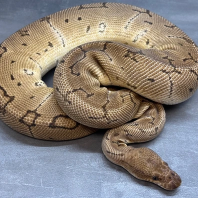 Pinstripe • Clown • Het DG