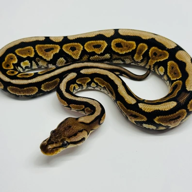 Cinnamon • Het Clown Ball Python - male for sale from Selected Reptiles