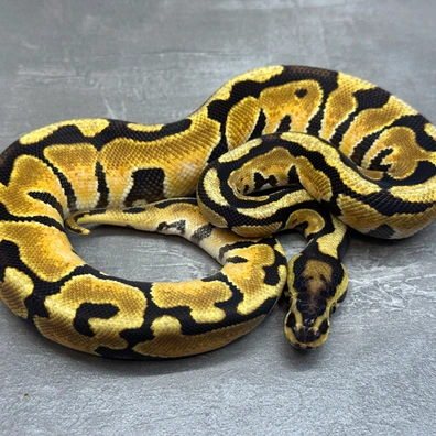 Spotnose • Enchi • 66% Het Clown • 66% Het GS Ball Python - female for sale from Selected Reptiles