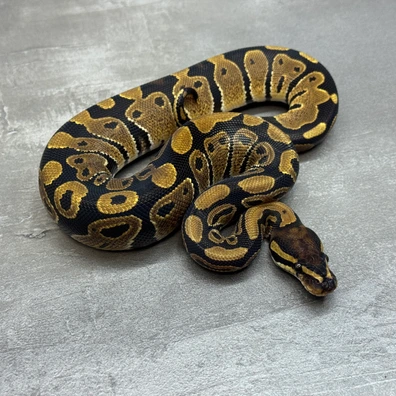 66% Het Sunset • 66% Het Pied Ball Python - male for sale from Selected Reptiles