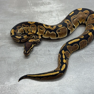 50% Het Sunset • 50% Het Pied Ball Python - male for sale from Selected Reptiles