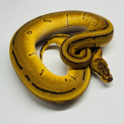 Fire/Vanilla • Enchi • Leopard • Pinstripe • 66% Het. Clown • 50% Het. Hypo • 50% Het. DG Ball Python - female for sale from Selected Reptiles
