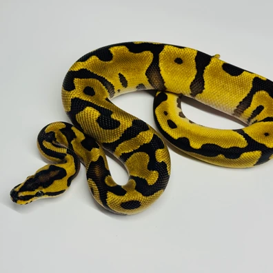 Fire/Vanilla • Enchi • Leopard • 66% Het. Clown • 50% Het. Hypo • 50% Het. DG Ball Python - female for sale from Selected Reptiles