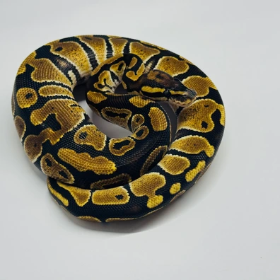 Fire/Vanilla • 66% Het. Clown • 50% Het. Hypo • 50% Het. DG Ball Python - female for sale from Selected Reptiles