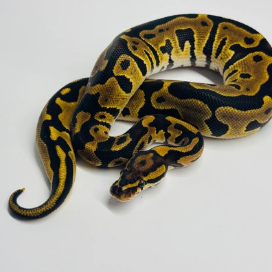 Fire/Vanilla • Leopard • 66% Het. Clown • 50% Het. Hypo • 50% Het. DG Ball Python - female for sale from Selected Reptiles