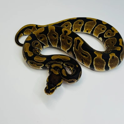 50% Het Sunset • 50% Het Pied Ball Python - female for sale from Selected Reptiles
