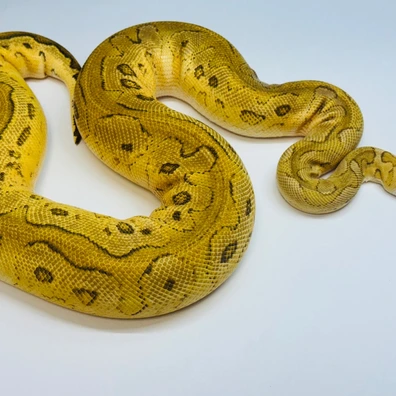 Complete Breeding Collection (84 Animals) Ball Python - female for sale from Monarch Serpents