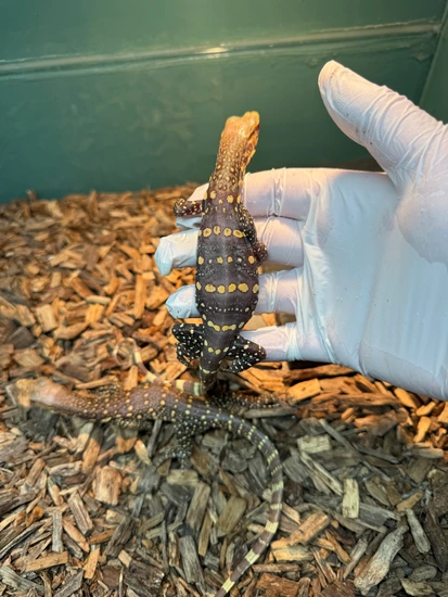 T+ Albino Baby!! Water Monitor by Monitor Ops and Exotics