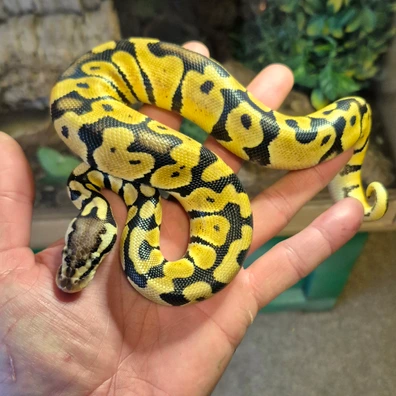 CB25 Male Pastel Enchi Poss HET Hypo Clown Baby Royal Python
