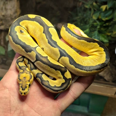 Clown Enchi Pos Het Hypo Ball Python