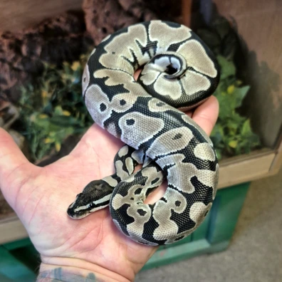 CB25 Female Pastel Axanthic (VPI) 50% Het Albino