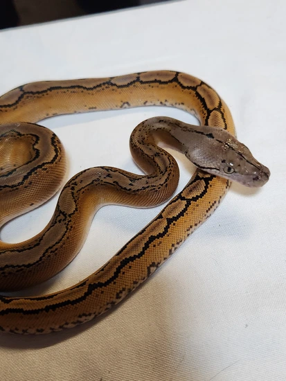 Motley Leopard Reticulated Python Platinum Motley Reticulated Python by Monster Pythons