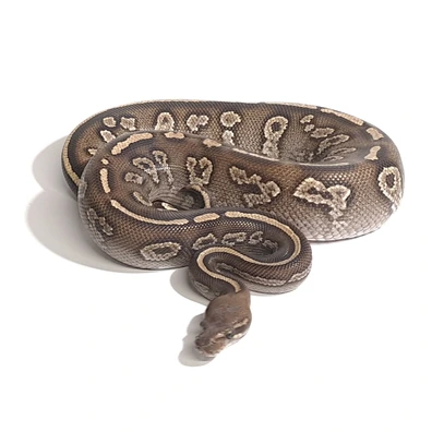 Stranger Mojave Ball Python - male for sale from Mademorphs