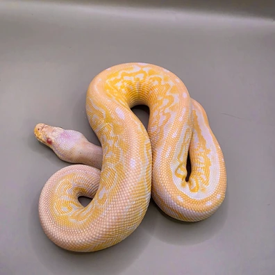 Black Pewter Leopard Albino Ball Python - male for sale from The_Scales_Bakery