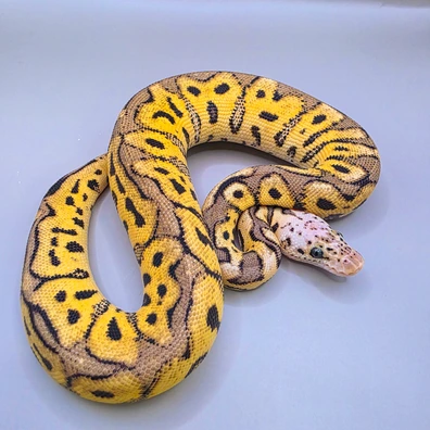 Pastel Yellow Belly Clown Poss Spotnose Ball Python - female for sale from The_Scales_Bakery