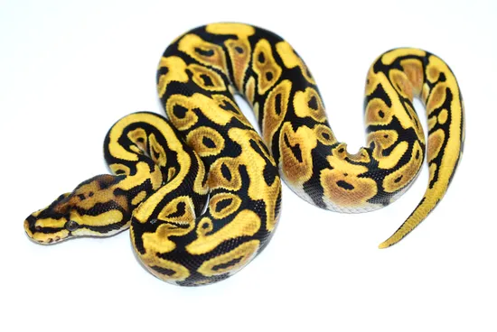 Orange Dream Spotnose Het Clown Ball Python by Moonlight Exotic Morphs