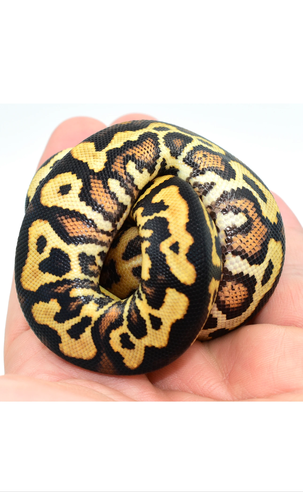 レア✨デライツクラブ✨ 【D'LITES CLUB【イエローモンスター】✨ レア✨デライツクラブ✨ 【D'LITES CLUB【イエローモンスター