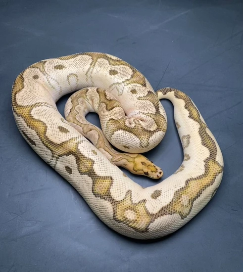 READY TO BREED OD Fire Clown Ball Python by Moonlight Exotic Morphs