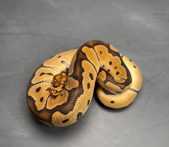 Clown Ball Python by Moonlight Exotic Morphs
