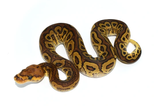 Red Stripe Hurricane Clown Ball Python by Moonlight Exotic Morphs