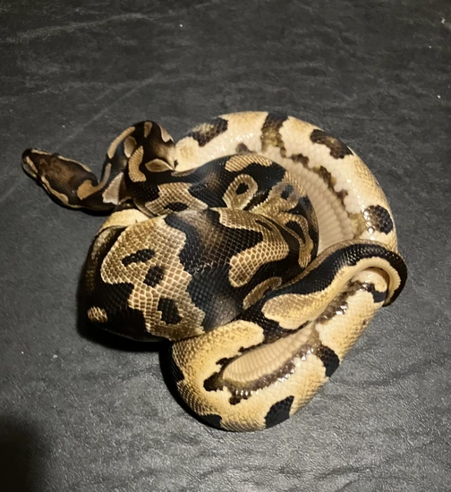 OD YB Chocolate 100% Piebald Ball Python by Moonstone Reptiles