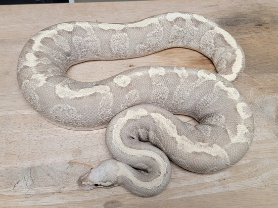 GHI Vanilla Cream Ball Python by Morph Jungle