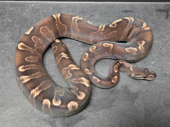 Super GHI VPI Axanthic Ball Python by Morph Jungle