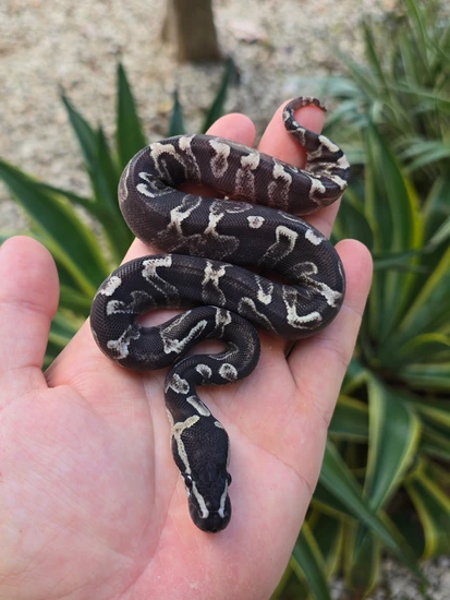 Super Ghi Enchi Het Pied Ball Python By Morph Jungle