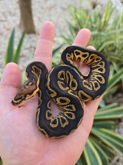 Hurricane Clown Ball Python by Morph Jungle