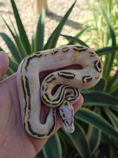 Pastel Vanilla/Fire Freeway Ball Python by Morph Jungle