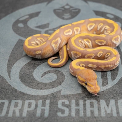 Mojave Chocolate Ultramel 50% Het Clown