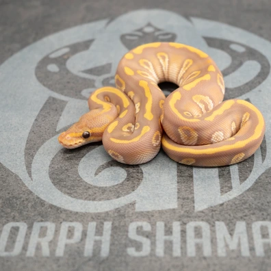 Mojave Chocolate Ultramel 50% Het Clown