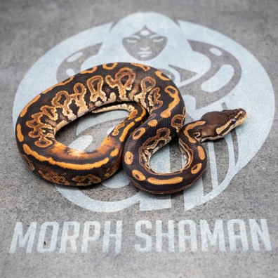 Black Pastel 100% Het Monsoon & Pied, Paradox/Ringer