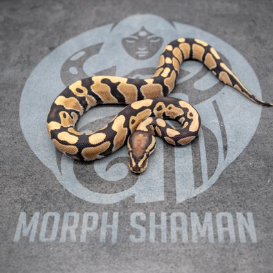 Desert Ghost 100% Het Clown