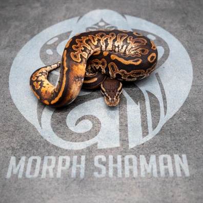 1.0 Black Pastel DH Monsoon Pied & 0.1 Enchi Mojave Pastel H Monsoon 50%h Pied. Ball Python - male for sale from Morph Shaman