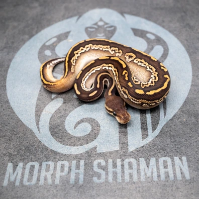 Black Pastel Mojave DH Monsoon Pied Ball Python - female for sale from Morph Shaman