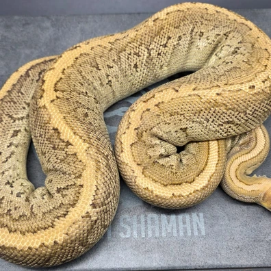 Chocolate Pinstripe Mojave Het Ultramel (Maybe Pastel) Ball Python - female for sale from Morph Shaman