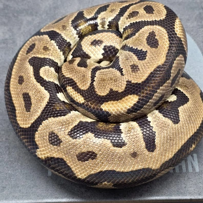 Leopard Spotnose Het Ultramel Ball Python - female for sale from Morph Shaman