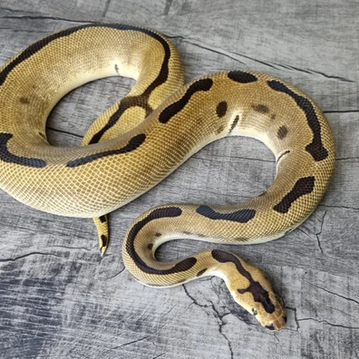 Enchi Leopard Clown Het Desert Ghost Pied Ball Python - male for sale from MorphArt Reptiles