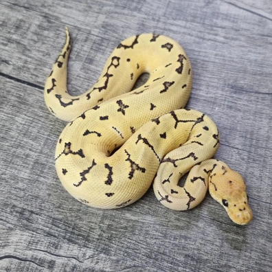 Pinstripe DG Clown Ball Python - male for sale from MorphArt Reptiles