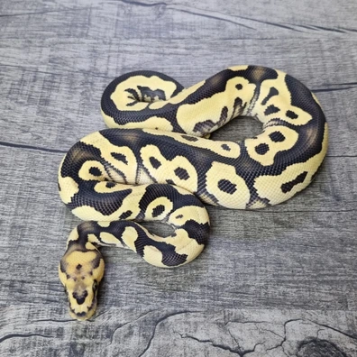 DG Clown Het Pied Ball Python - male for sale from MorphArt Reptiles