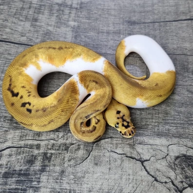 Pastel Enchi (Leopard) Clown Pied Het DG Ball Python - female for sale from MorphArt Reptiles